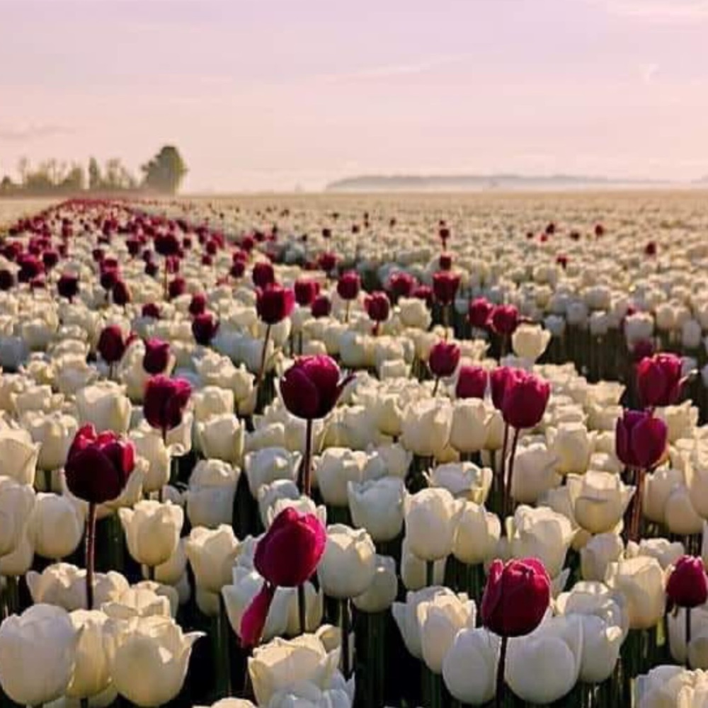 Meet your Posher, Jen